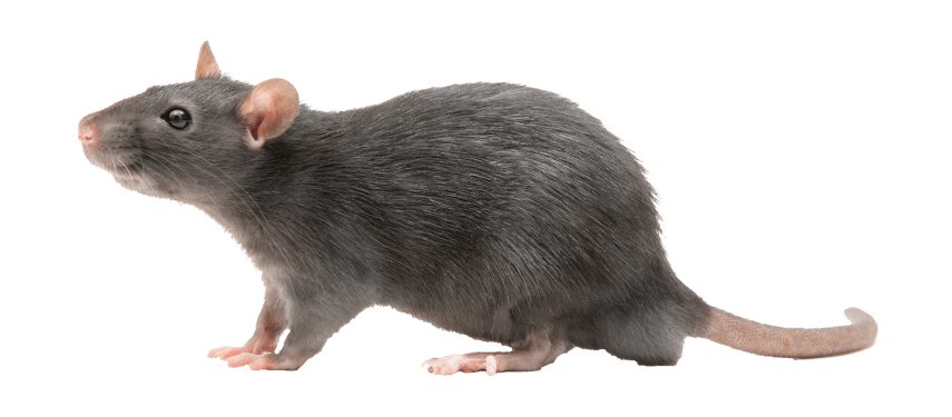 Complete Rat Trapping and Removal Services for Homes and Buildings Thorough Inspections for both Residential and Commercial Properties Professional Rat-Proofing